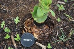 Ledebouria zebrina