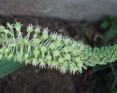 Ledebouria zebrina