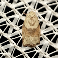 Euchaetis crypsichroa