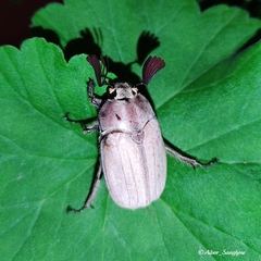 Melolontha furcicauda