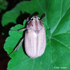 Melolontha furcicauda