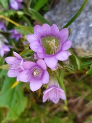 Gentianella ramosa