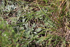 Antennaria parlinii fallax