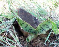 Ledebouria revoluta
