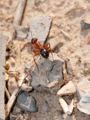 Formica subpolita