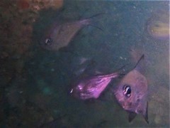 Pempheris multiradiata