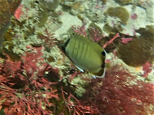 West Australian butterflyfish (Chaetodon assarius) — Chaetodontidae — 4