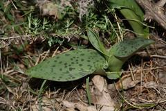 Ledebouria revoluta