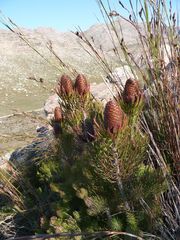 Leucadendron comosum comosum