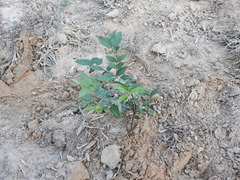 Plinia cauliflora