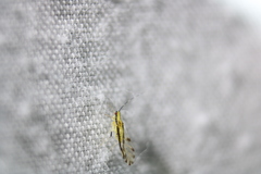 Eucallipterus tiliae
