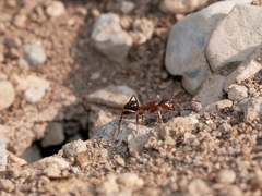 Formica subpolita