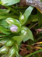 Gentianella ramosa