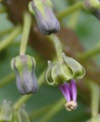 Ledebouria revoluta
