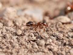 Formica subpolita