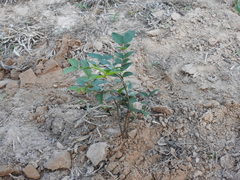 Plinia cauliflora