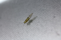 Eucallipterus tiliae
