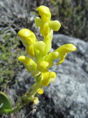 Disa comosa