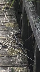 Natrix natrix natrix