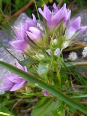 Gentianella ramosa
