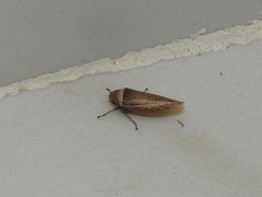 Sordana sordida