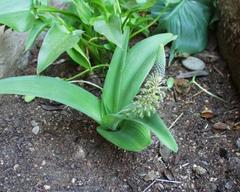 Ledebouria revoluta