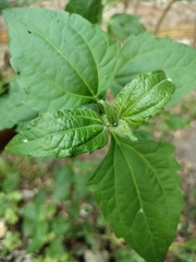 Chromolaena odorata