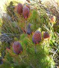 Leucadendron comosum comosum
