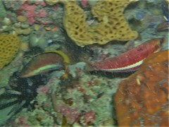 Pseudolabrus biserialis