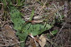 Ledebouria revoluta
