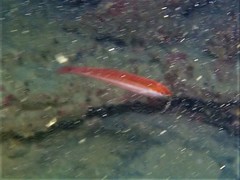 Halichoeres brownfieldi