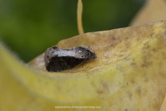 Odontodes seranensis