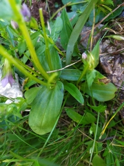 Gentianella ramosa