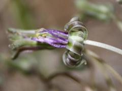 Ledebouria revoluta