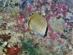 Chaetodon assarius