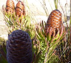 Leucadendron comosum comosum