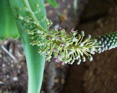 Ledebouria revoluta