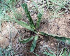 Ledebouria revoluta