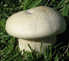 Lepista caffrorum