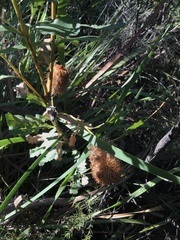 Banksia quercifolia
