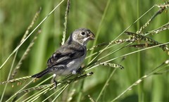 Sporophila albogularis
