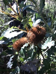 Banksia quercifolia