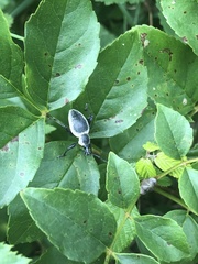 Otiorhynchus vehemens