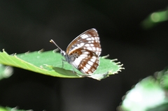 Neptis pryeri