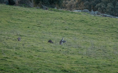 Osphranter robustus robustus