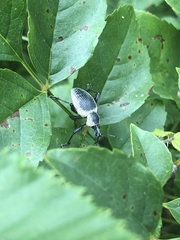 Otiorhynchus vehemens