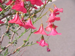 Hermannia grandiflora