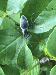 Otiorhynchus vehemens