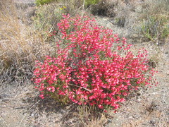 Hermannia grandiflora