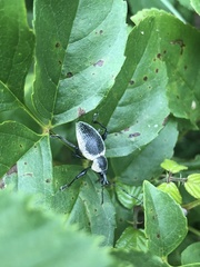 Otiorhynchus vehemens